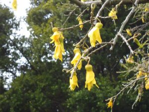 P1010670 kowhai blossom